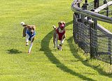 Dogobundi Basenji Th. Ernst (44)